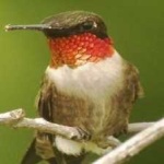image of bird