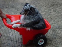 image of shetland_sheepdog