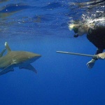image of animal