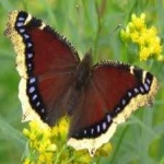 image of animal