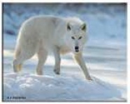 image of white_wolf #10