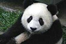 image of animal