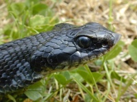 image of hognose_snake