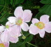 image of flower