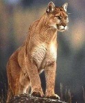 image of cougar_body