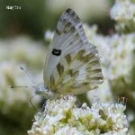 image of animal