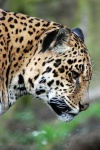 image of jaguar_car