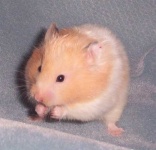 image of hamster