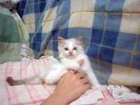 image of animal