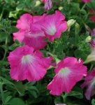 image of petunia #15