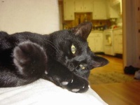 image of animal