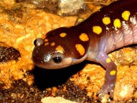 image of spotted_salamander