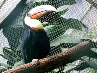 image of toucan