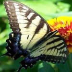 image of animal