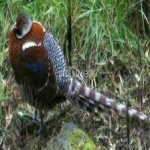 image of bird