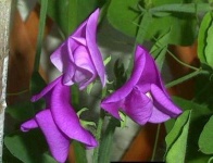 image of flower