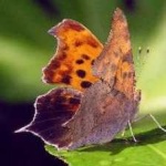 image of animal