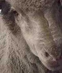 image of animal