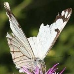 image of animal