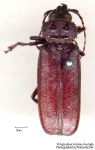 image of long_horned_beetle