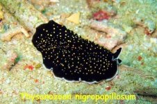 image of flatworm