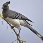 image of bird