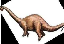 image of brontosaurus