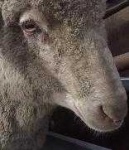 image of animal