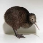 image of bird