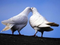 image of dove