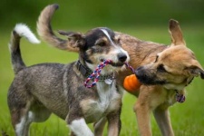 image of people_play_with_dog
