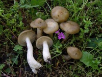 image of mushrooms