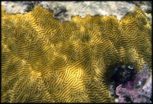 image of brain_coral #8