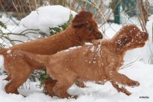 image of irish_setter #18