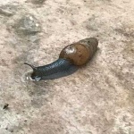 image of animal