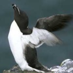 image of bird
