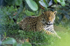 image of jaguar_car
