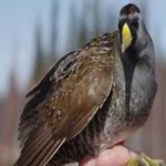 image of bird