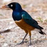 image of bird