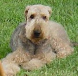 image of airedale