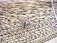 image of wolf_spider