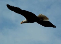 image of bald_eagle