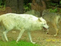 image of white_wolf