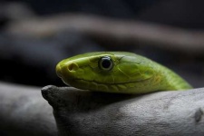 image of green_mamba