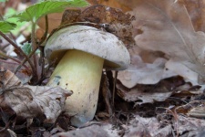 image of mushrooms