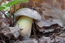 image of boletus #1