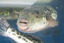 image of puffer