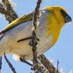 image of bird