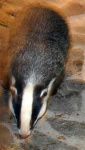 image of badger