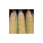 image of sweetcorn #26